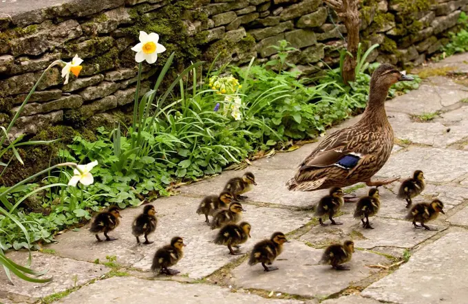 Mallard duck with her ducklings, Cotswolds, England
