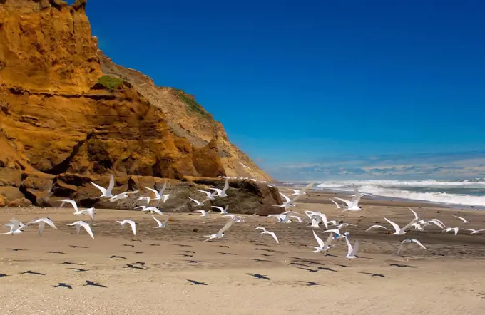 White-fronted terns (Sterna Striata) on a beach near South Head on the Tasman Sea, North Island, New Zealand