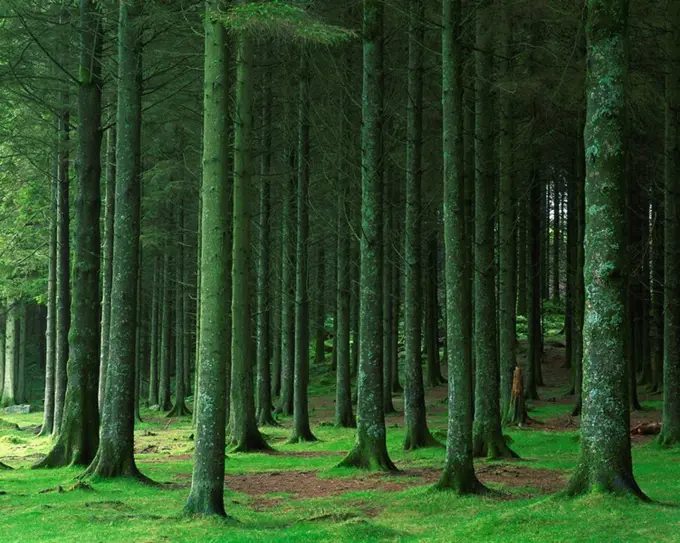 Bellever Forest, Dartmoor, Devon, England, United Kingdom, Europe