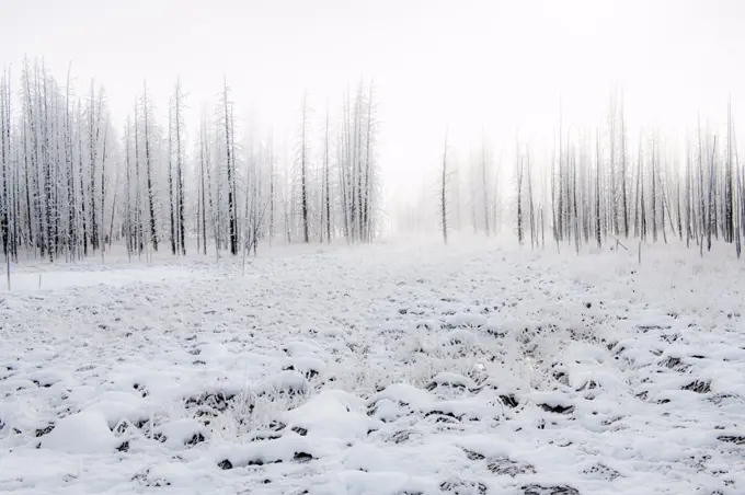 Snowscape with trees in the fog, Yellowstone National Park, UNESCO World Heritage Site, Wyoming, United States of America, North America
