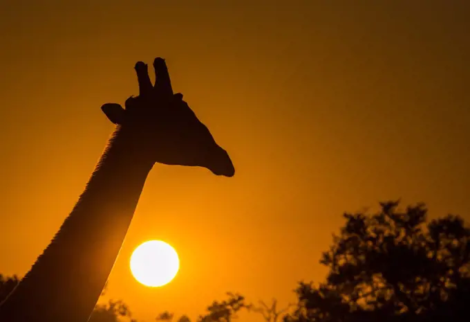 Silhouette of giraffe (Giraffa), with setting sun, South Luangwa National Park, Zambia, Africa