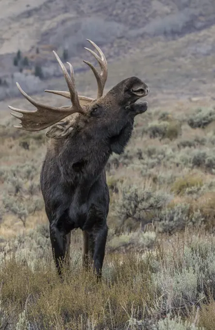 Bull moose (Alces alces), close up with open mouth, Grand Teton National Park, Wyoming, United States of America, North America