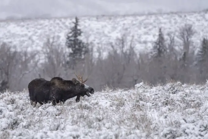 Bull moose (Alces alces), in the snow with open mouth, Grand Teton National Park, Wyoming, United States of America, North America