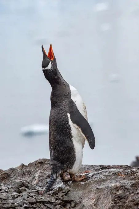 Gentoo peguin vocalizing, Antarctica, Polar Regions