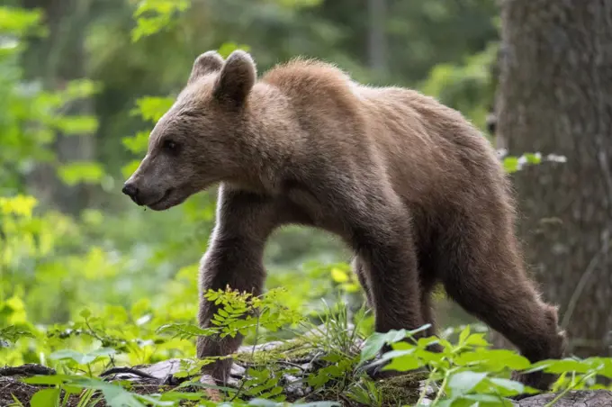 European brown bear (Ursus arctos), Notranjska forest, Slovenia, Europe