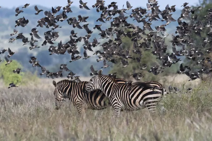 Barn swallows (Hirundo rustica), flying over two plains zebras (Equus quagga), Tsavo, Kenya, East Africa, Africa