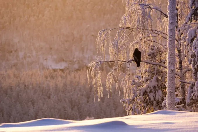 Golden eagle (Aquila chrysaetos) in snow covered tree at sunset, Kuusamo, Finland, Europe