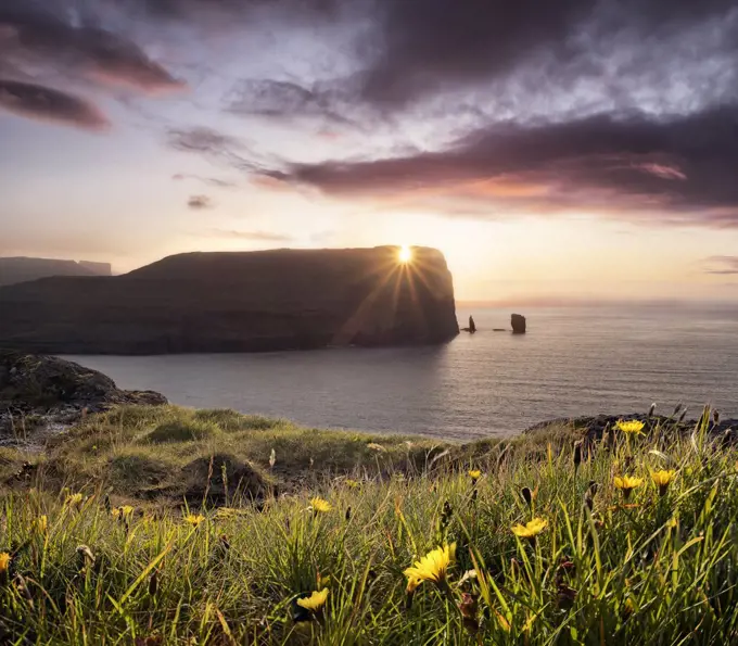 Sunset view on Rising og Kellingin sea stacks with yellow flowers in the foreground, Faroe Islands, Denmark, Europe