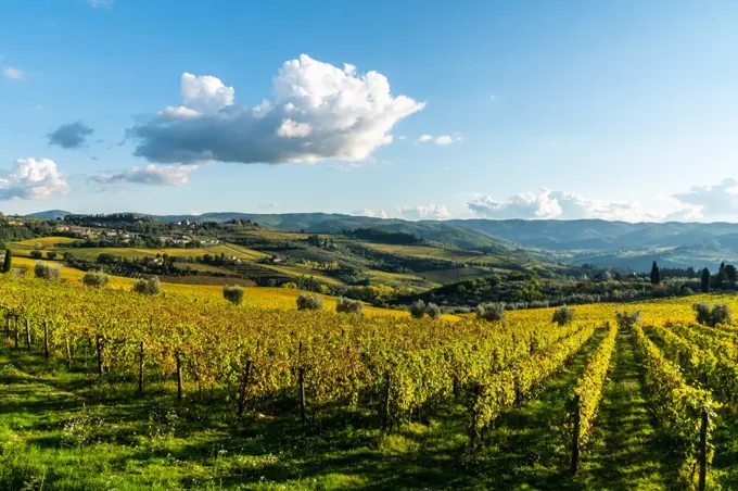 View of valley of Panzano in Chianti, patterned lines of vineyards, cypresses and olive trees with faRightsManagedhouses, Tuscany, Italy, Europe