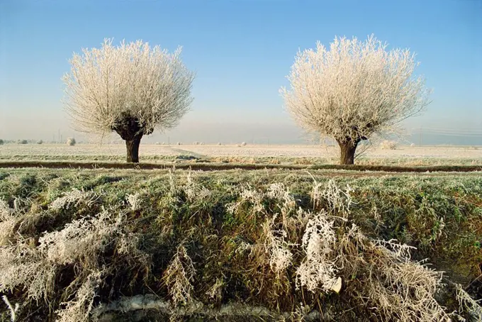Frost covered trees and landscape, Whittlesy, near Peterborough, Cambridgeshire, England, United Kingdom, Europe