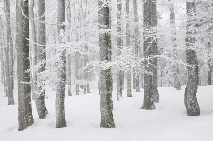 Snow covered beech tree forest in winter, Neuenburg, Switzerland, Europe