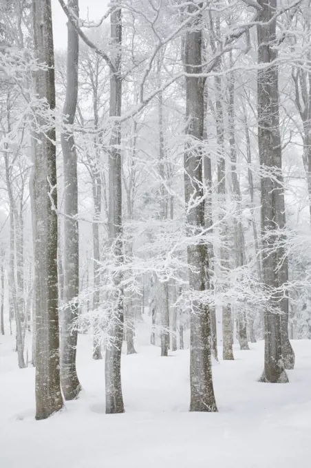 Snow covered beech tree forest in winter, Neuenburg, Switzerland, Europe