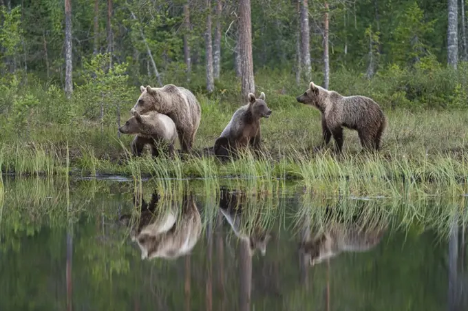 Eurasian brown bear (Ursus arctos arctos) and cubs, Kuhmo, Finland, Europe