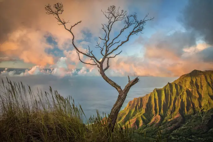 A lone acacia koa tree stretches up to the colorful sunset clouds over the Kalalau Valley, Kokee State Park, Hawaii, United States of America, Pacific