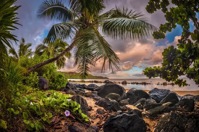 Sunrise under a coconut palm on a calm ocean bay, Kiluea, Hawaii, United States of America, Pacific