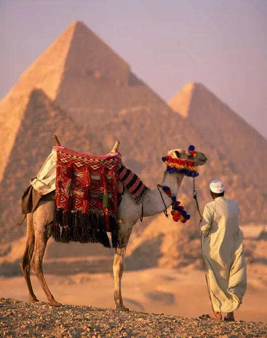 Camel with woven saddle cloth being led towards pyramids by man in white robe in the evening, at Giza, UNESCO World Heritage Site, Egypt, North Africa...