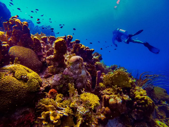 Man scuba diving while exploring the coral reefs of Bonaire, Netherlands Antilles, Caribbean, Central America