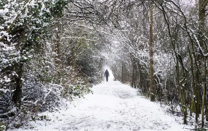 A walker on the path in Darlands Nature Reserve, Borough of Barnet, London, England, United Kingdom, Europe