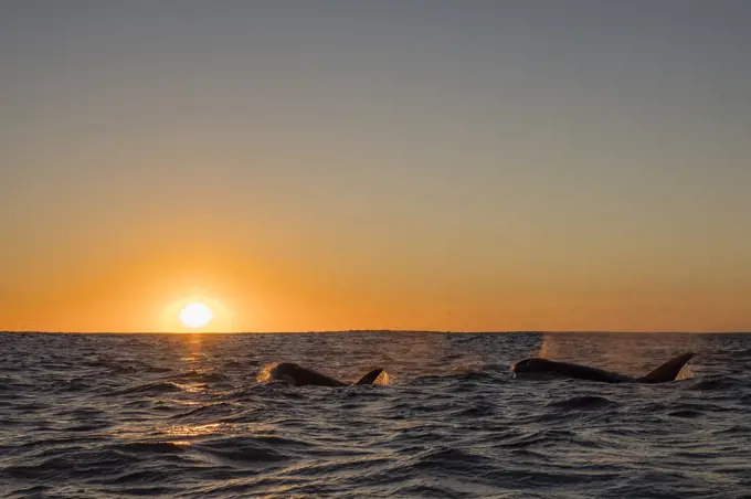 A pod of killer whales (Orcinus orca), surfacing at sunset on Ningaloo Reef, Western Australia, Australia, Pacific