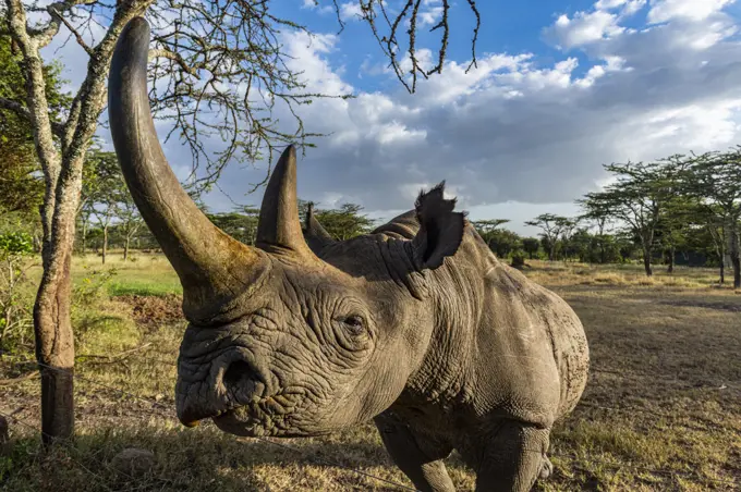 Black rhinoceros (hook-lipped rhinoceros) (Diceros bicornis), Oi Pejeta Natural Conservancy, Kenya, East Africa, Africa