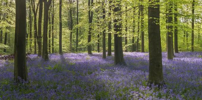 Morning sunlight in a bluebell woodland, West Woods, Wiltshire, England, United Kingdom, Europe