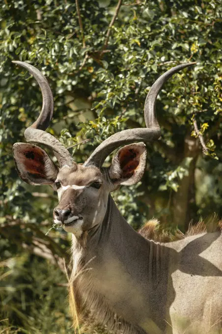 Kudu, Timbavati Private Nature Reserve, Kruger National Park, South Africa, Africa