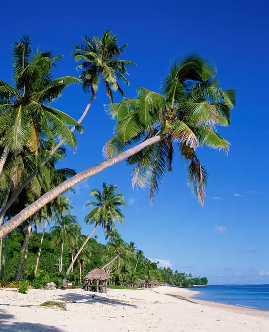 Palm trees and tropical beach at Lalamanu, near Vavau, Western Samoa, Pacific Islands, Pacific