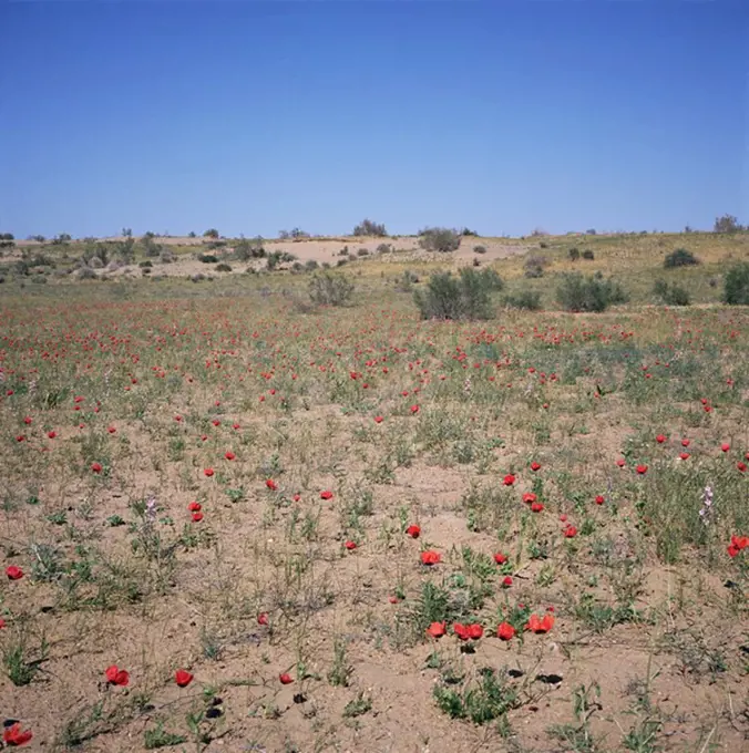 Poppies flowering in the desert for a few days each spring, Kara Kum desert, Uzbekistan, C.I.S., Central Asia, Asia