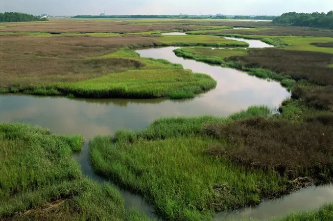 Wetlands of the Cooper River, North Charleston area, South Carolina, United States of America, North America