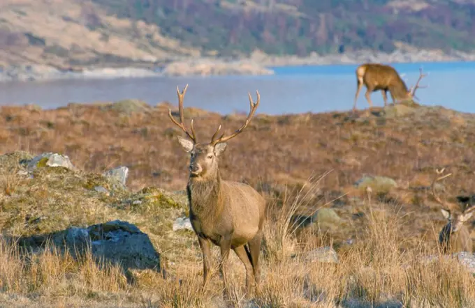Red deer in the Highlands, Scotland, United Kingdom, Europe