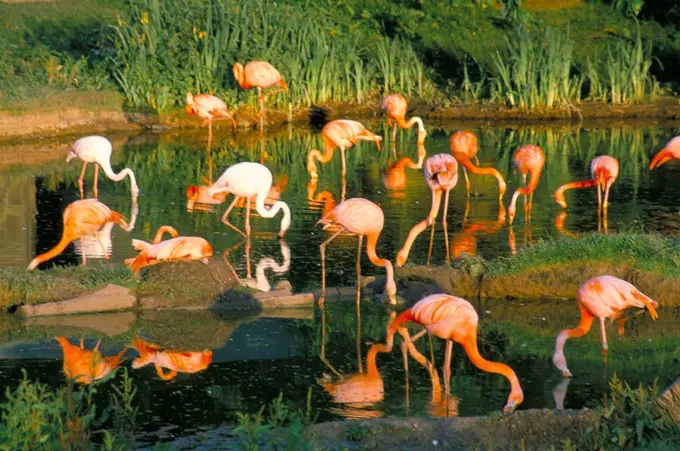 Flamingoes, Marwell Zoo, Hampshire, England, United Kingdom, Europe