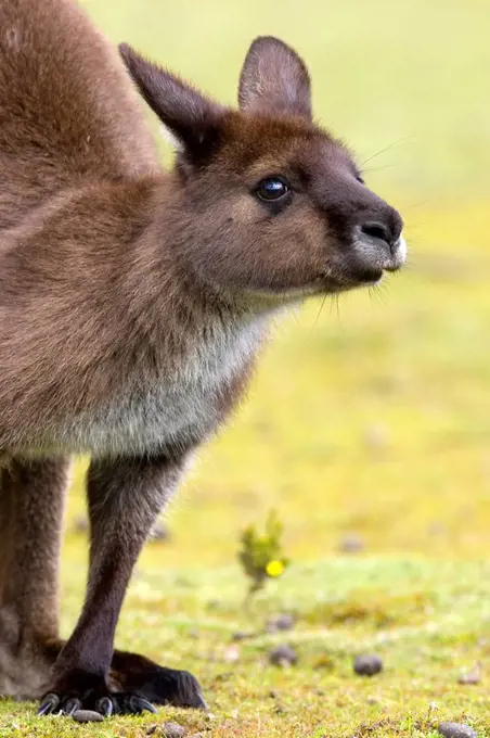 Kangaroo Macropus fuliginosus, Kangaroo Island, South Australia, Australia, Pacific
