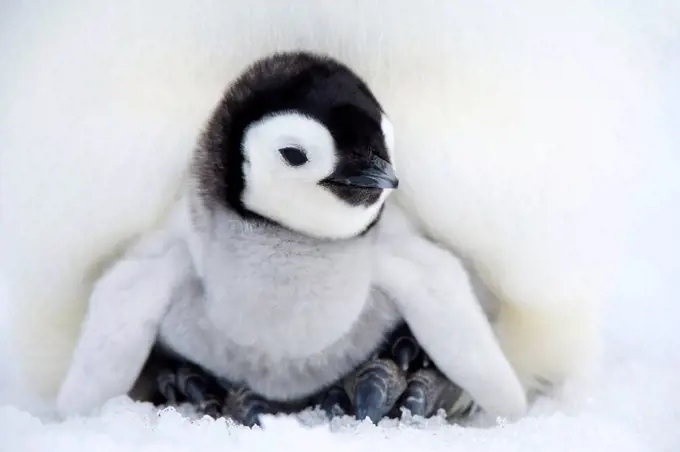 Emperor penguin chick Aptenodytes forsteri, Snow Hill Island, Weddell Sea, Antarctica, Polar Regions