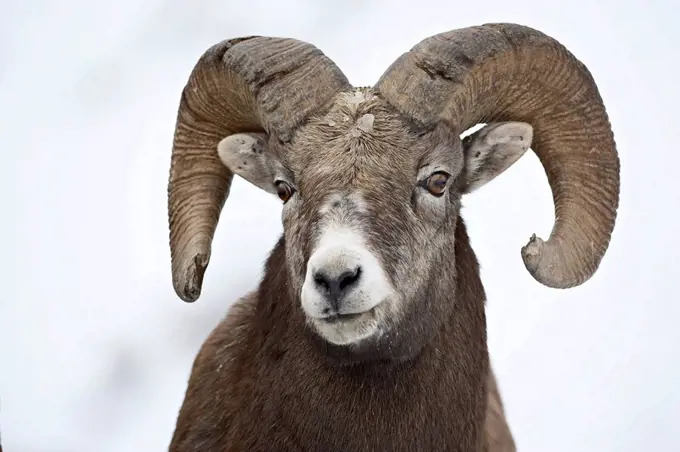 Bighorn sheep Ovis canadensis ram in the snow, Yellowstone National Park, Wyoming, United States of America, North America