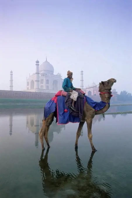 Camel and rider in front of the Taj Mahal and Yamuna Jumna River, Taj Mahal, UNESCO World Heritage Site, Agra, Uttar Pradesh state, India, Asia
