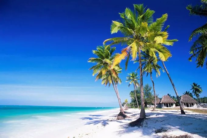 Palm trees, white sandy beach and Indian Ocean, Jambiani, island of Zanzibar, Tanzania, East Africa, Africa