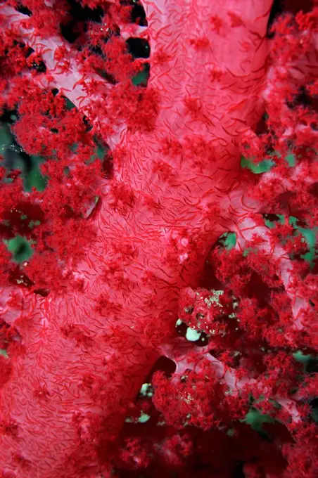 Close_up of soft coral, off Sharm el_Sheikh, Sinai, Red Sea, Egypt, North Africa, Africa
