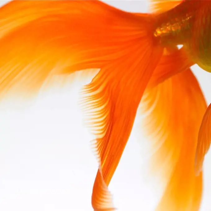 Close_up of a goldfish tail