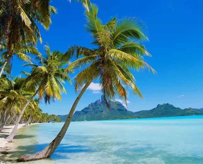 Palm trees and beach, Bora Bora, Tahiti, Society Islands, French Polynesia, Pacific