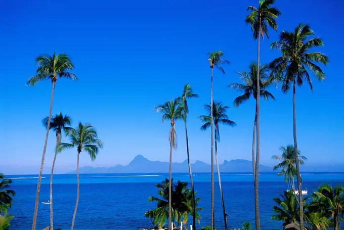 Palm trees and island, Tahiti, Society Islands, French Polynesia, South Pacific Islands, Pacific