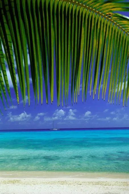 Palm frond and beach, Rangiroa Atoll, Tuamotu archipelago, French Polynesia, South Pacific Islands, Pacific