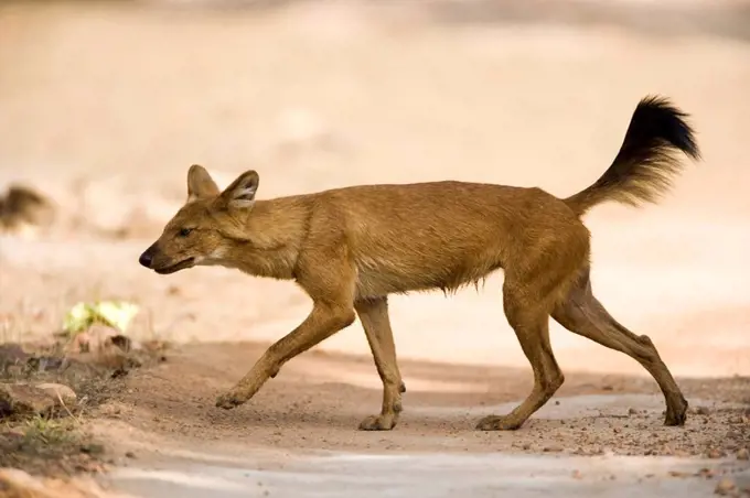 Dhole/Wild Dog, Cuon alpinus, Bandhavgarh N.P., Madhya Pradesh, India