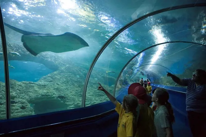 Children looking at a stingray, Aquarium of Western Australia, Perth, Western Australia, Pacific