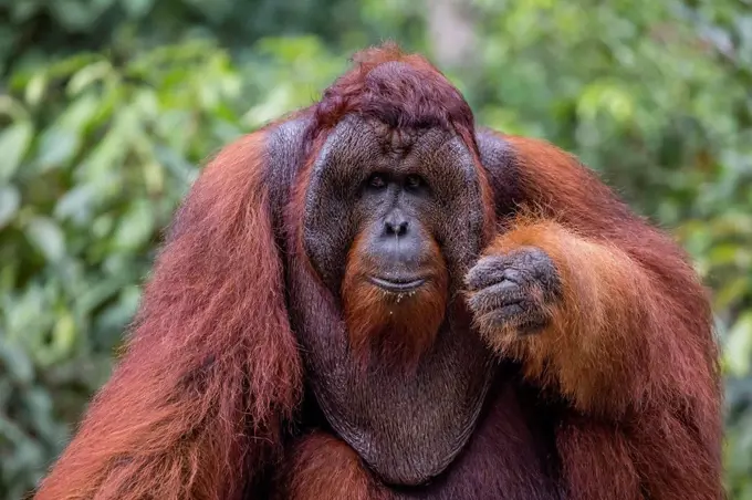 Reintroduced flanged male orangutan (Pongo pygmaeus), Camp Leakey, Tanjung Puting National Park, Borneo, Indonesia, Southeast Asia, Asia