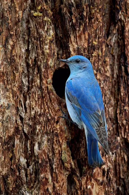 Mountain bluebird (Sialia currucoides), male at nest cavity, Yellowstone National Park, Wyoming, United States of America, North America