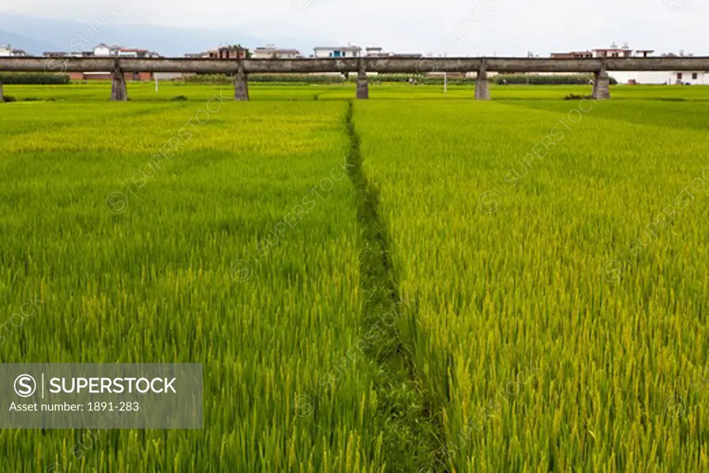 Rice paddy in a field, China