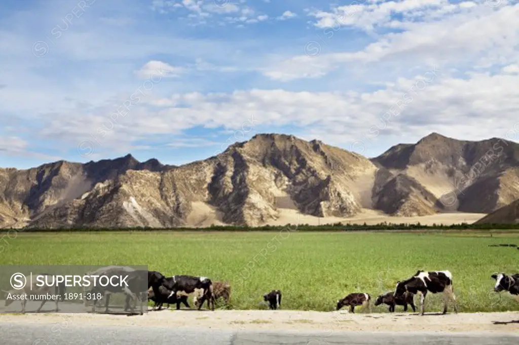 Cows grazing along the road, Tibet,