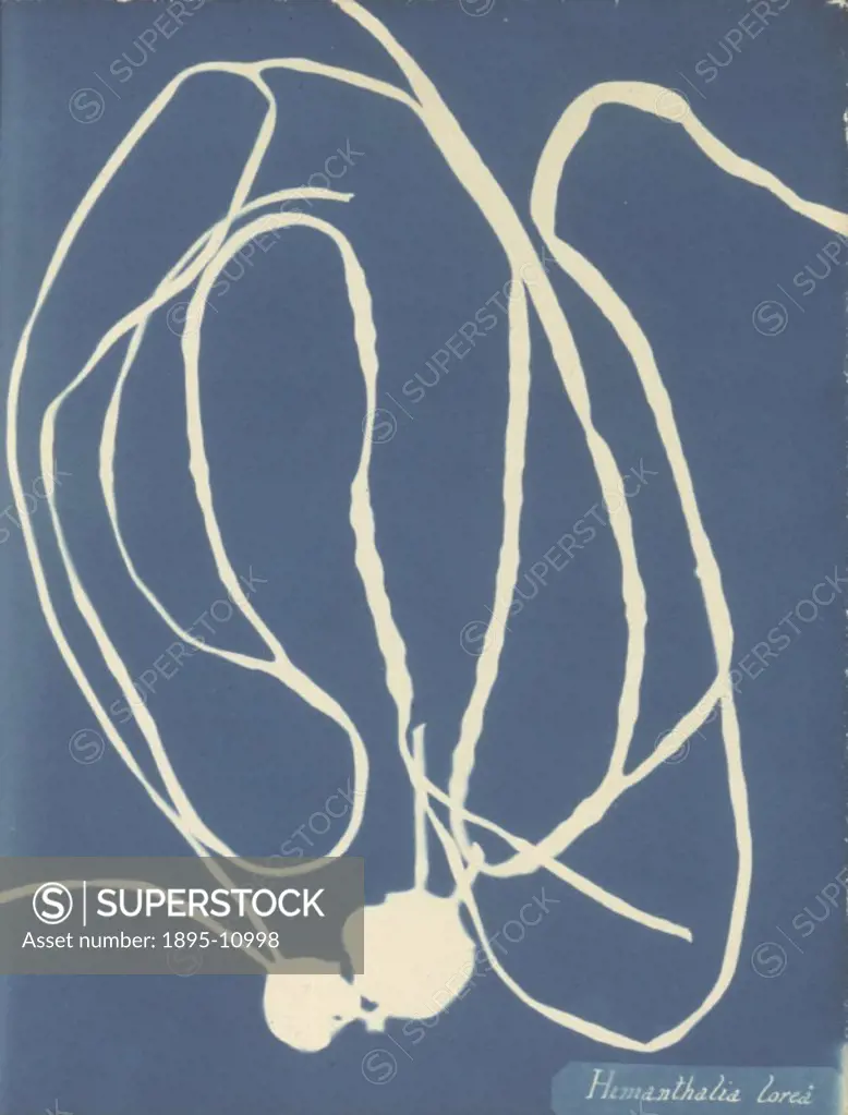 This  cyanotype is taken from a book of algae published by Anna Atkins (1799-1871), a pioneering figure in photography, and her friend, Anne Dixon (17...