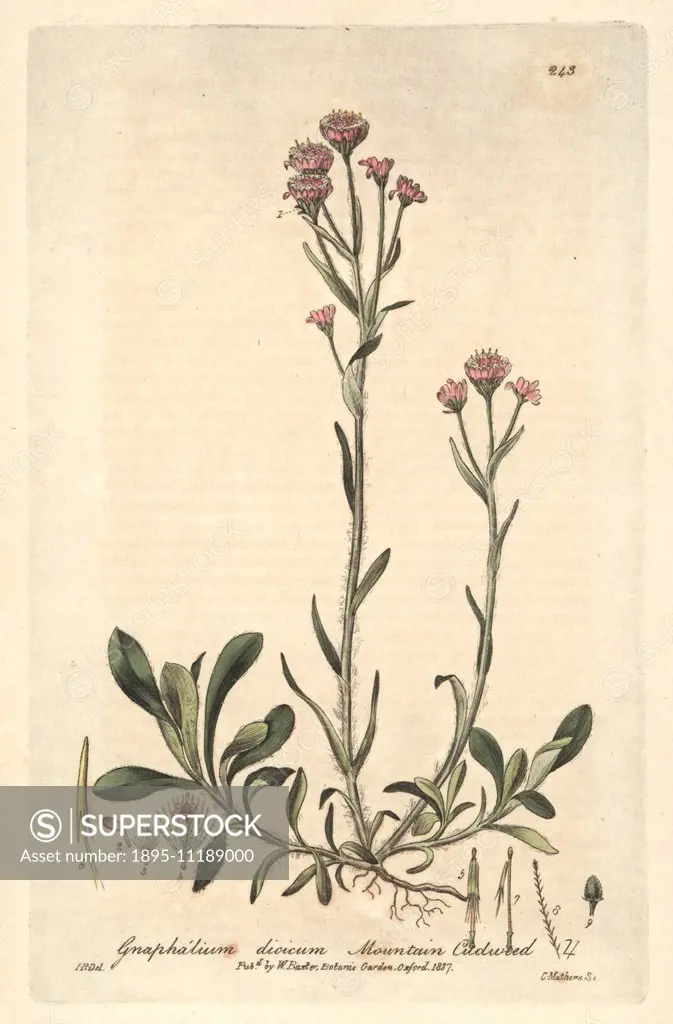 Mountain cudweed, Gnaphalium dicicum. Handcoloured copperplate drawn by Isaac Russell and engraved by Charles Mathews from William Baxter's British Ph...