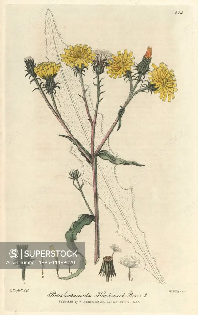 Hawk-weed picris, Picris hieracioides. Handcoloured copperplate engraved by W. Willis from a drawing by Isaac Russell from William Baxter's British Ph...